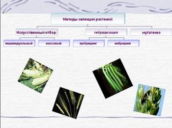 Презентация - Селекция растений