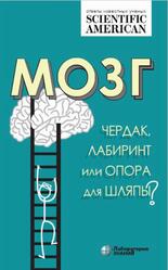 Мозг, Чердак, лабиринт или опора для шляпы, Таккер К., 2020